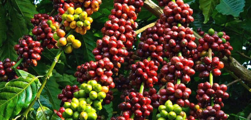 Cà phê Robusta Cà phê Robusta