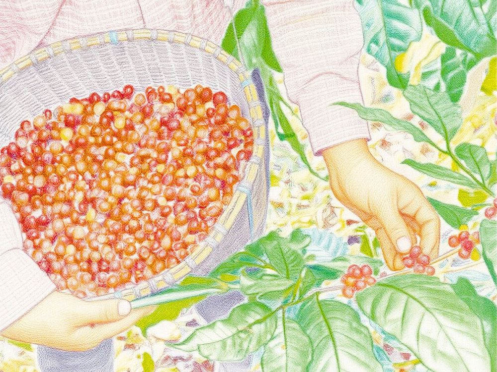 Cà phê organic được thu hoạch