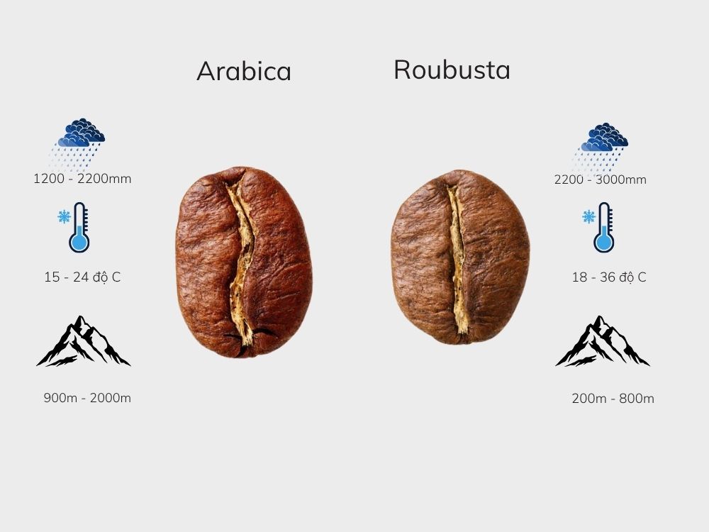 Arabica và Robusta