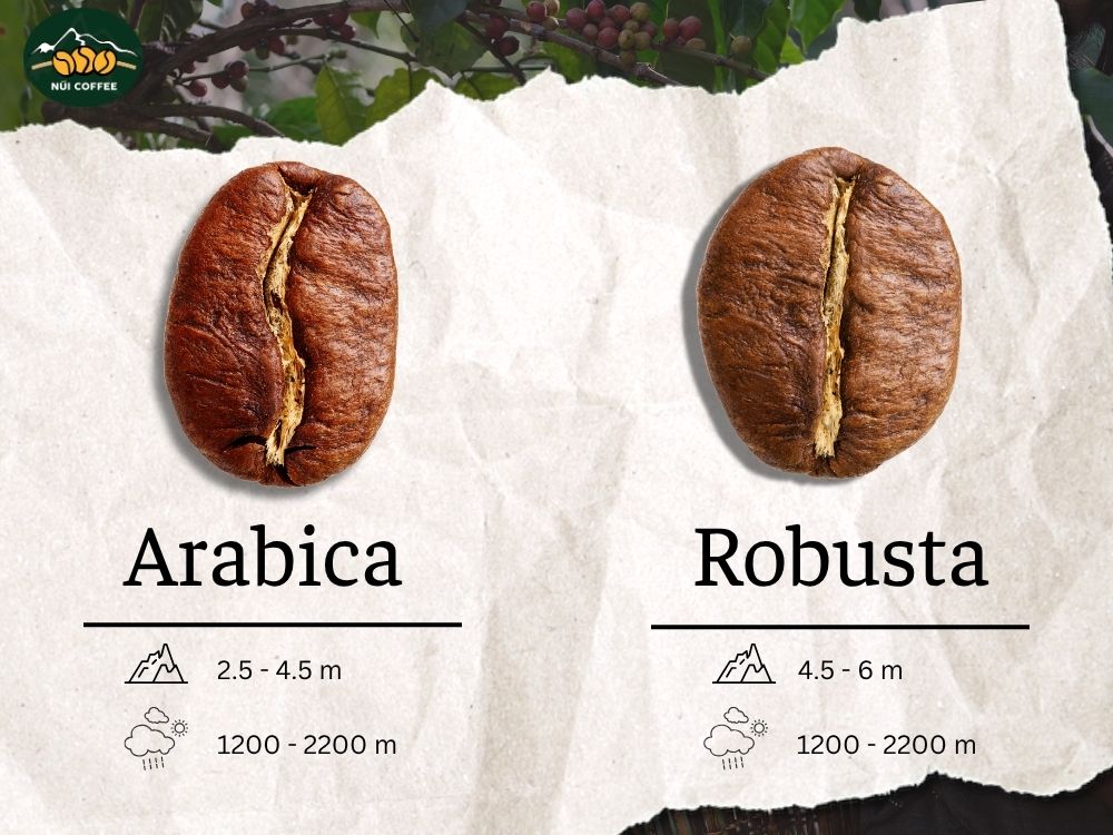 Phân biệt cà phê Arabica & Robusta
