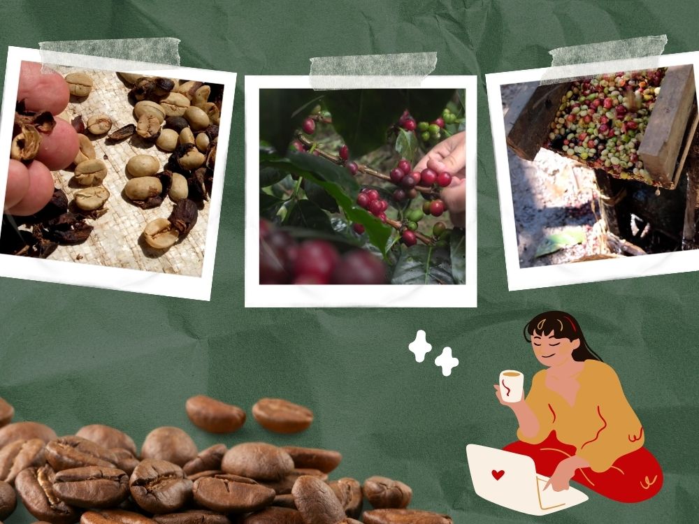 Quy trình sản xuất cà phê rang xay chuẩn vị Việt sẽ bao gồm rất nhiều bước