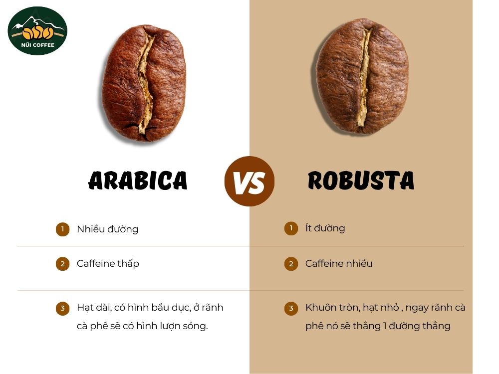 So sánh cà phê Arabica & Robusta