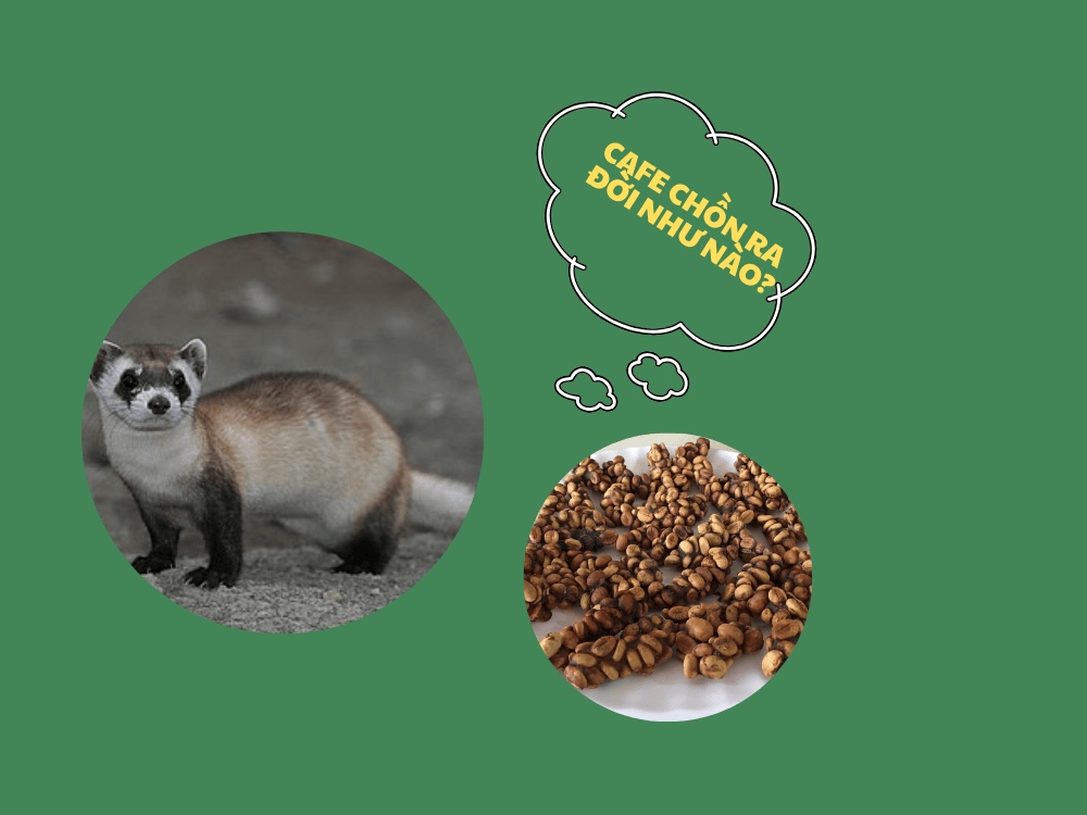 nguồn gốc Cafe chồn
