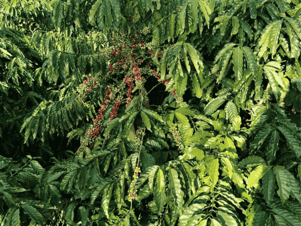 Nguồn gốc cafe trên thế giới