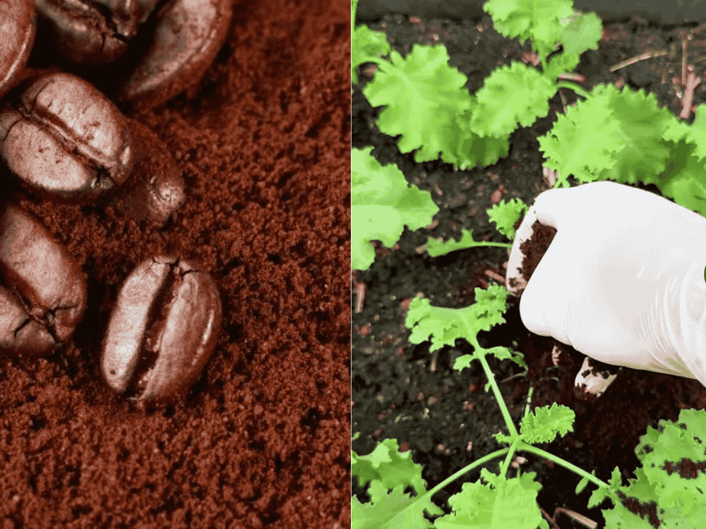 Bã cà phê bón cây