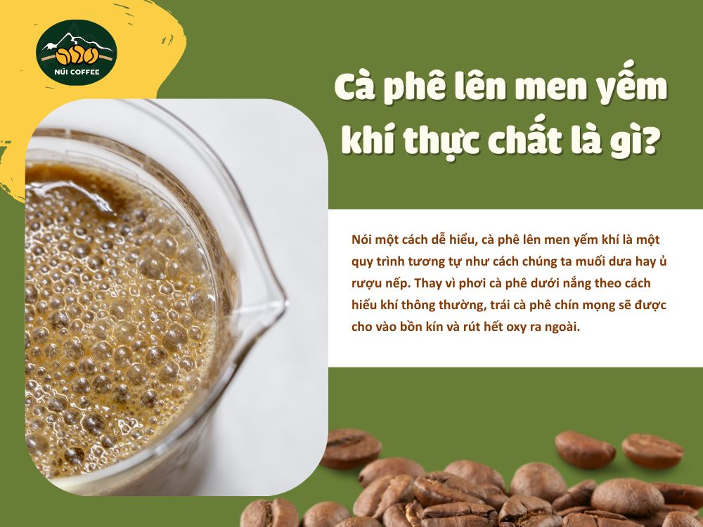 Định nghĩa cà phê lên men yếm khí là gì và quy trình chế biến Anaerobic tại Núi Coffee