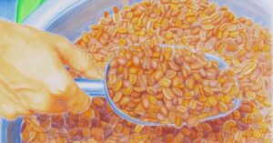 Cafe robusta rang xang